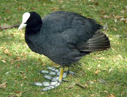 Bird