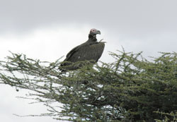 Vulture
