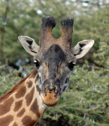 Giraffe
