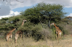 Giraffe