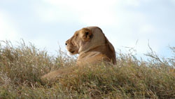 Lion