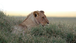 Lion