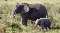 Elephant