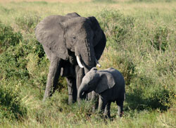 Elephant
