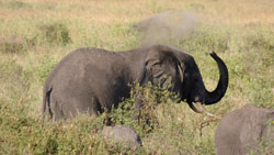 Elephant