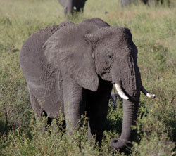 Elephant