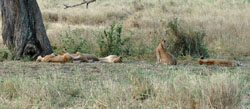 Lion