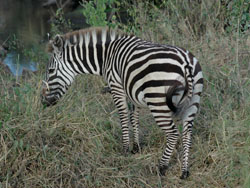 Zebra