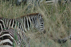 Zebra