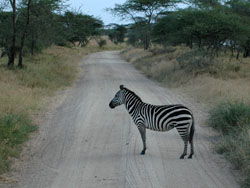 Zebra