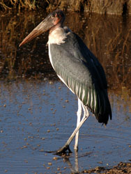 Stork
