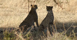 Cheetah