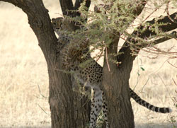 Cheetah