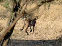 Cheetah