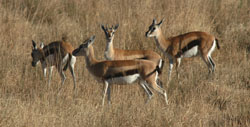 Gazelle