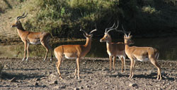 Impala