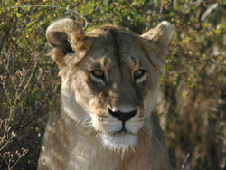 Lion