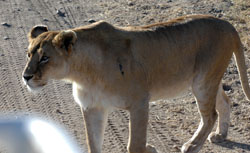 Lion