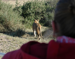 Lion