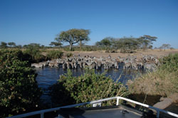 Zebras