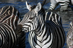 Zebras