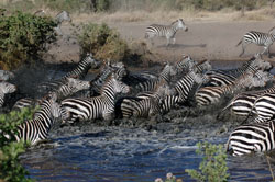 Zebras