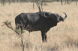 Cape Buffalo