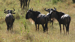 Wildebeest/Gnu