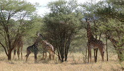 Giraffe