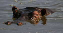 Hippo