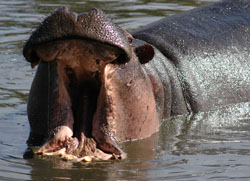Hippo