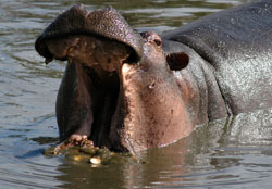 Hippo