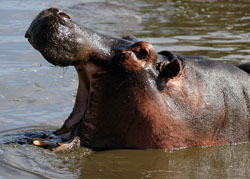 Hippo
