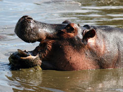 Hippo