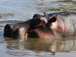 Hippo