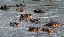 Hippo