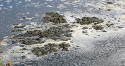 Hippo dung
