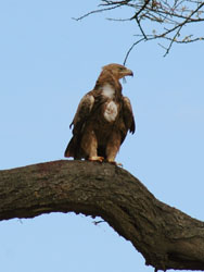 Tawny eagle