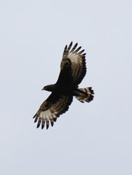 Long crested eagle