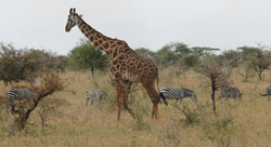 Giraffe and zebras