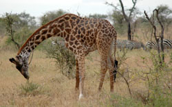Giraffe and zebras