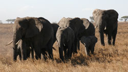 Elephant
