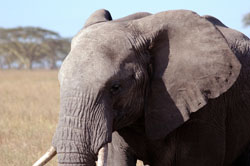 Elephant