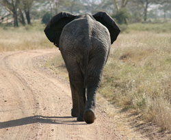 Elephant