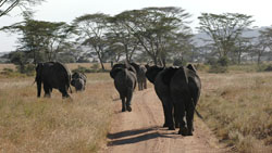 Elephant
