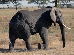 Elephant