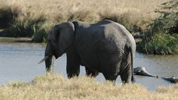 Elephant