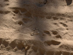 Lion Tracks