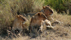 Lions