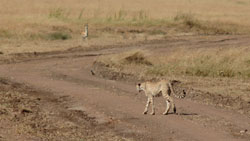 Cheetah